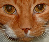 orange tabby cat