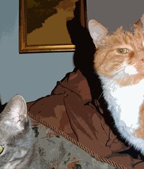 shadow cats