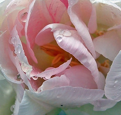 49 Angelique tulip