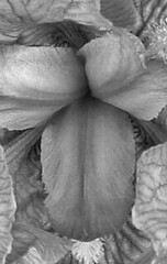 iris greyscale