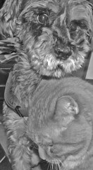 dog and cat