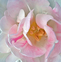 35 angel's heart