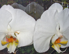 3a