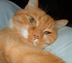 orange tabby cat