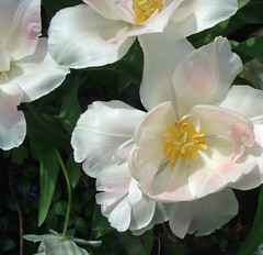 7 Delicate