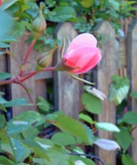 rosebud