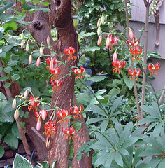 species lilies 2