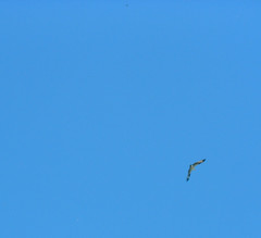 osprey