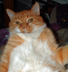 orange cat