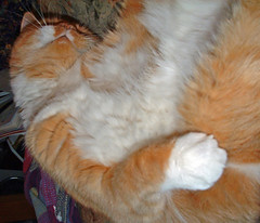 orange cat on his back, showing off his white belly