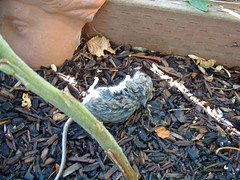 dying mouse