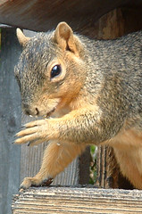 squirrel cleaning its paw
