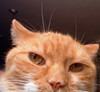 orange tabby cat