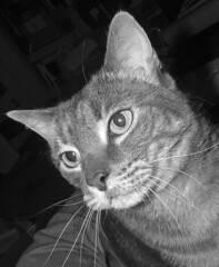 Boo - tabby cat