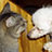 photos in Cat  and Dog