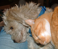 dog & cat, snuggling