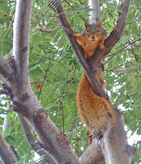 squirrel peering down from a tree