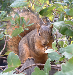 squirrel