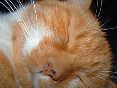 sleeping orange tabby cat