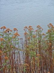 river weeds