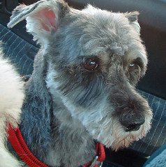 Lucy: salt & pepper miniature schnauzer
