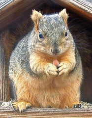 squirrel eating a peanut