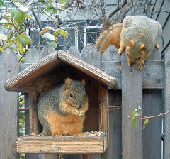 another squirrel appears