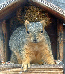 the smug squirrel winner