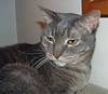 Boo: grey tabby cat
