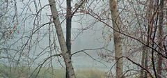 fog