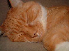 Spike - orange cat sleeping