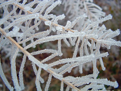 frost