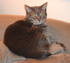grey manx cat