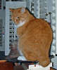 orange manx cat