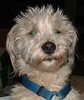 Henry: cute white terrier