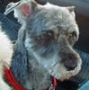 Lucy: sweet miniature schnauzer