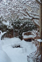 snowy garden