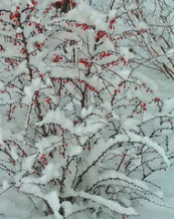 berries in snow