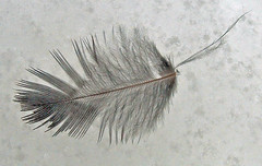 feather