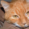 Spike: orange tabby cat