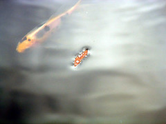 goldfish & leaf