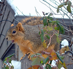 squirrel on a fence