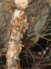 peeling birch