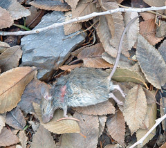 dead mouse in leaves