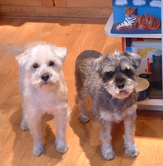 The dogs think it's breakfast time: