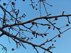 11 last year's berries, this year's buds