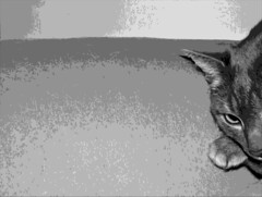 22 b&w boo digital
