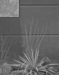 Good Food Store garden wall
