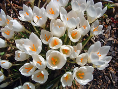crocus