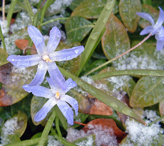 snowy blue stars 2